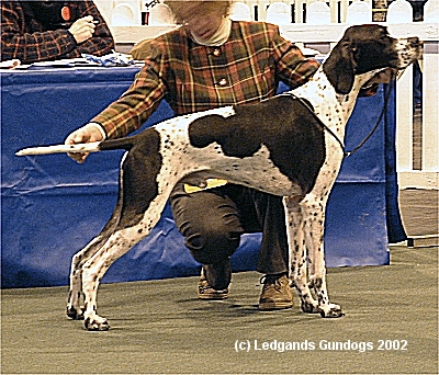2nd Junior Dog and RDCC